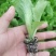 生菜苗生菜球苗球生菜苗速生生菜苗叶生生菜苗苗厂