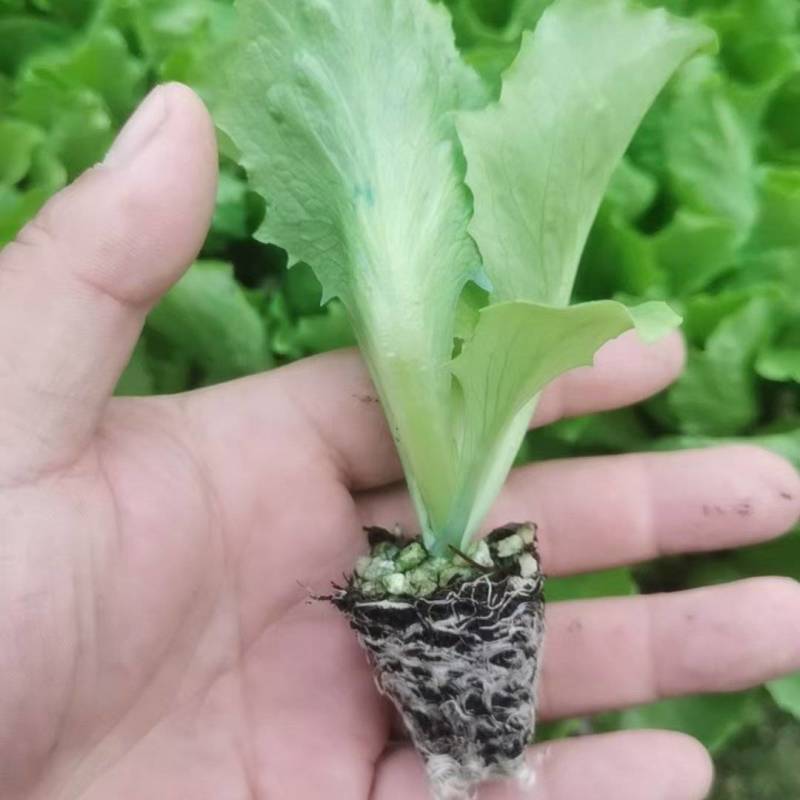 生菜苗生菜球苗球生菜苗速生生菜苗叶生生菜苗苗厂