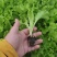 生菜苗生菜球苗球生菜苗速生生菜苗叶生生菜苗苗厂