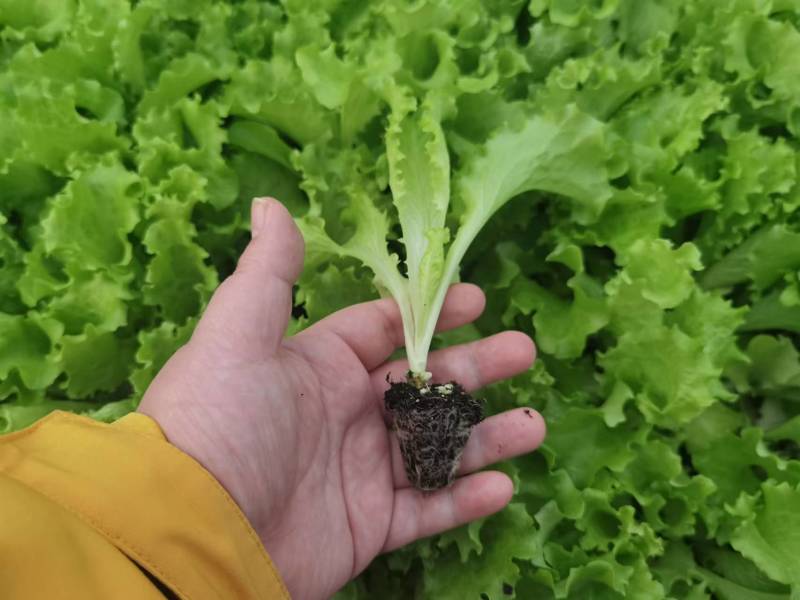 生菜苗生菜球苗球生菜苗速生生菜苗叶生生菜苗苗厂