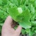 生菜苗生菜球苗球生菜苗速生生菜苗叶生生菜苗苗厂