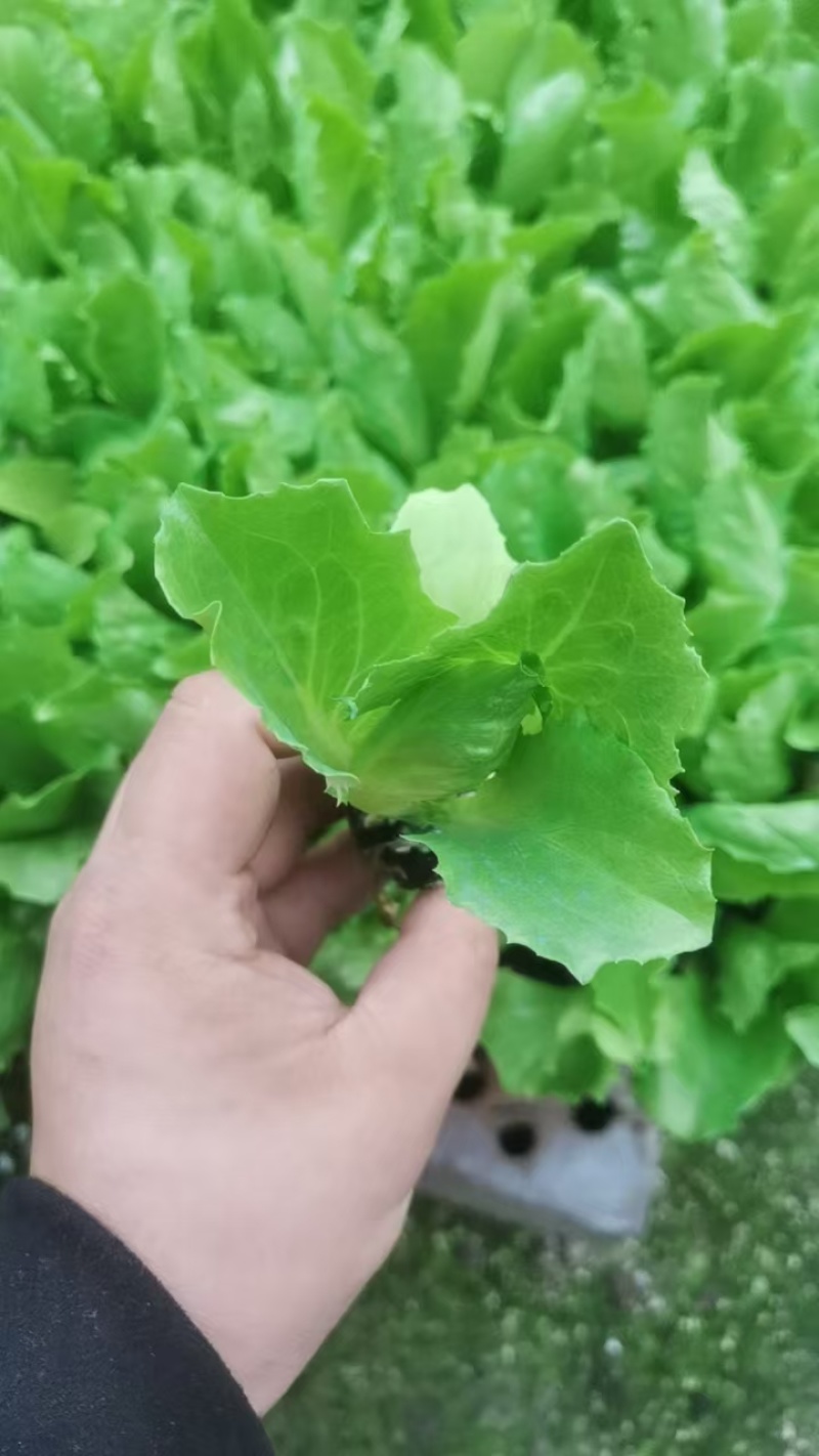 生菜苗生菜球苗球生菜苗速生生菜苗叶生生菜苗苗厂