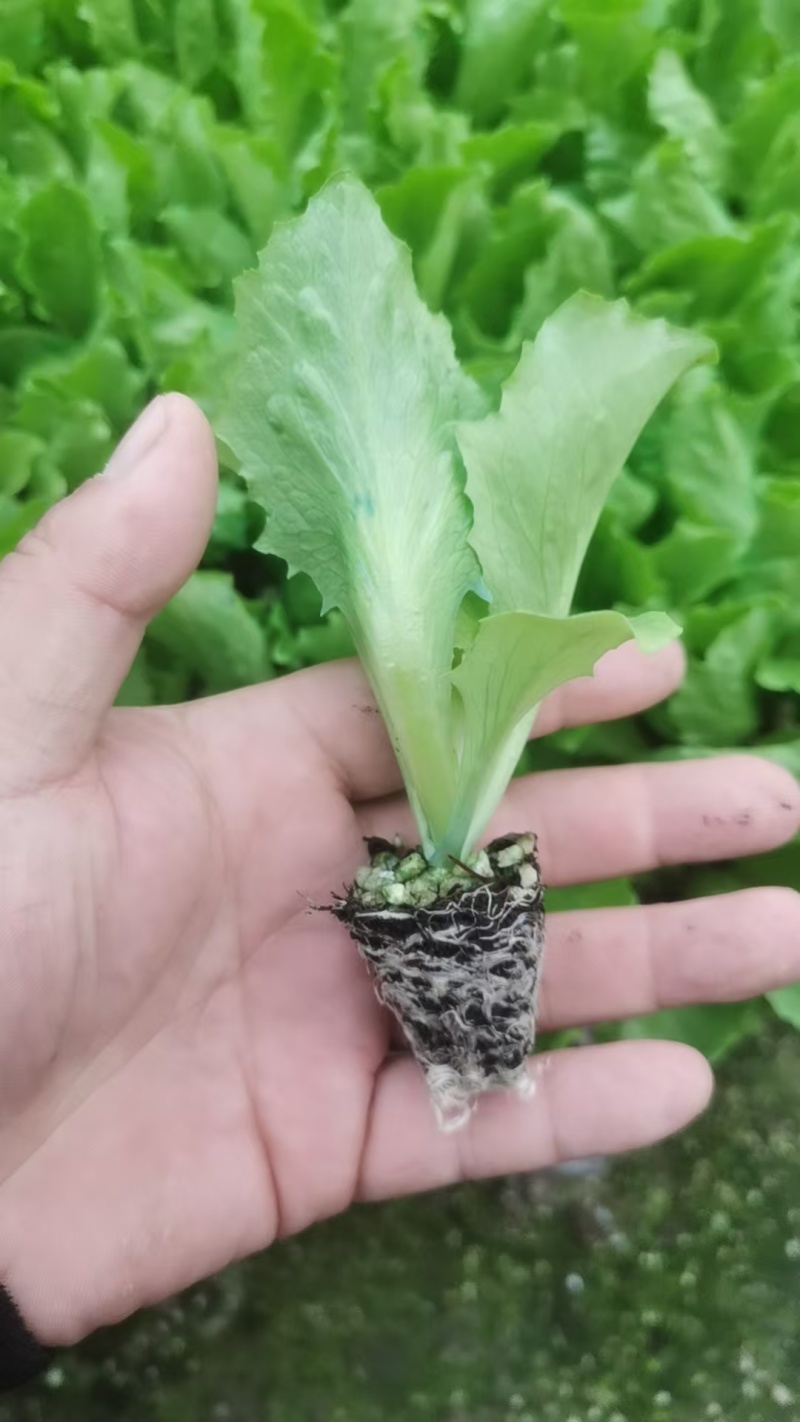 生菜苗生菜球苗球生菜苗速生生菜苗叶生生菜苗苗厂
