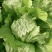 生菜苗生菜球苗球生菜苗速生生菜苗叶生生菜苗苗厂