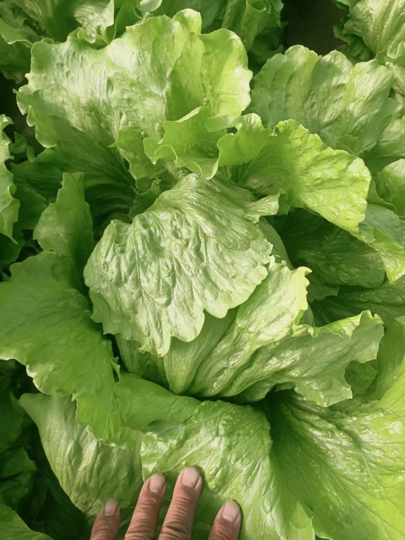 生菜苗生菜球苗球生菜苗速生生菜苗叶生生菜苗苗厂