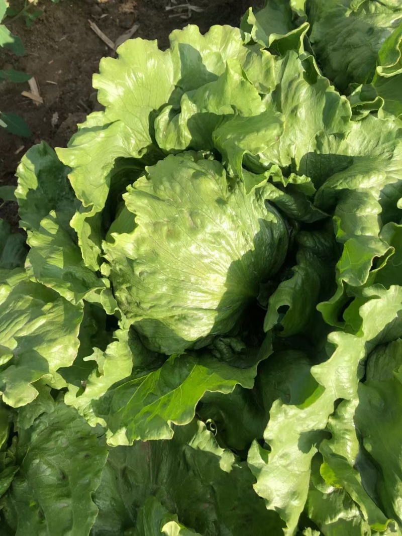 生菜苗生菜球苗球生菜苗速生生菜苗叶生生菜苗苗厂