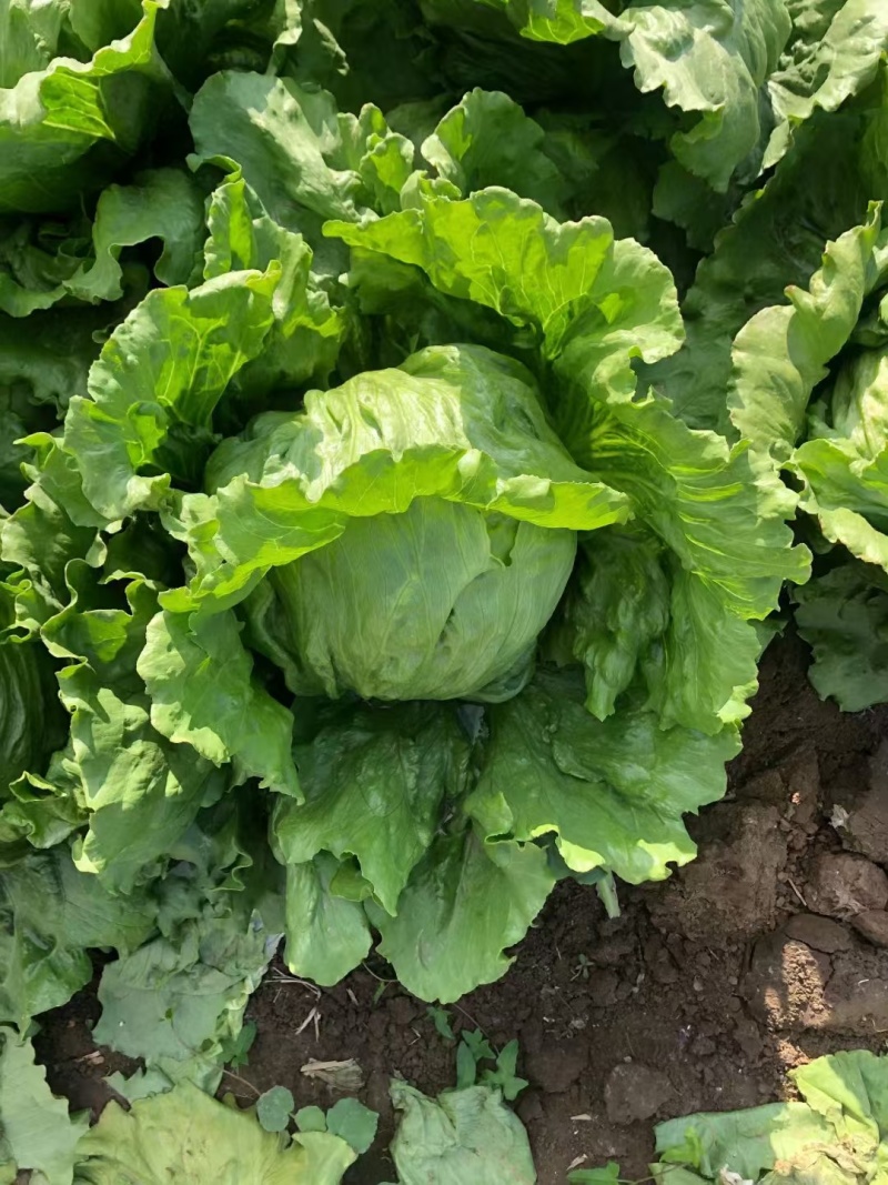 生菜苗生菜球苗球生菜苗速生生菜苗叶生生菜苗苗厂