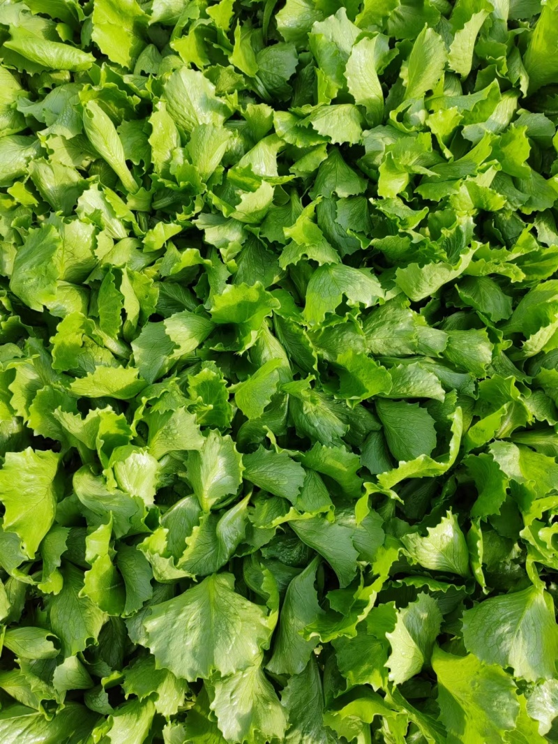 生菜苗生菜球苗球生菜苗速生生菜苗叶生生菜苗苗厂