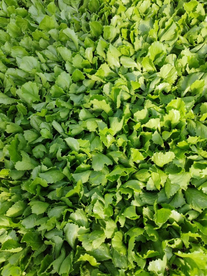 生菜苗生菜球苗球生菜苗速生生菜苗叶生生菜苗苗厂