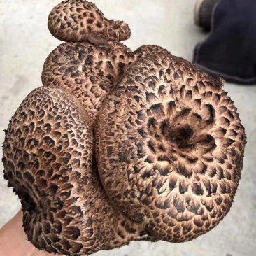 黑虎掌菌