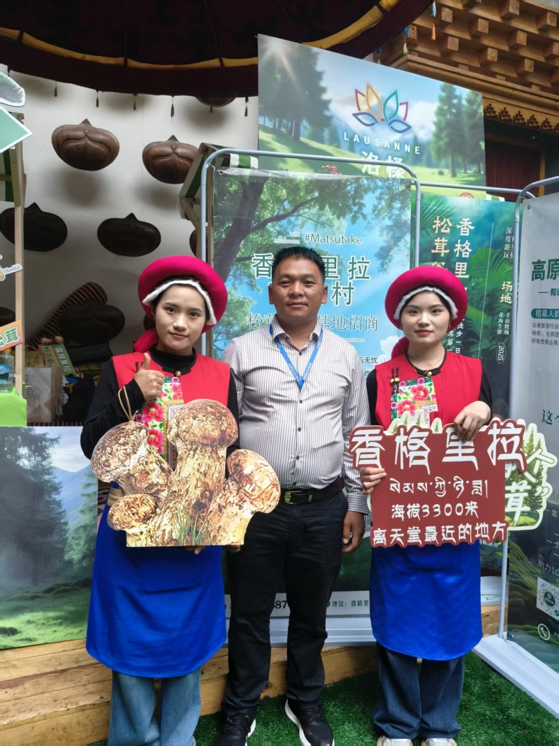 云南大理剑川东山松茸，有需要的可以电话咨询，欢迎下单