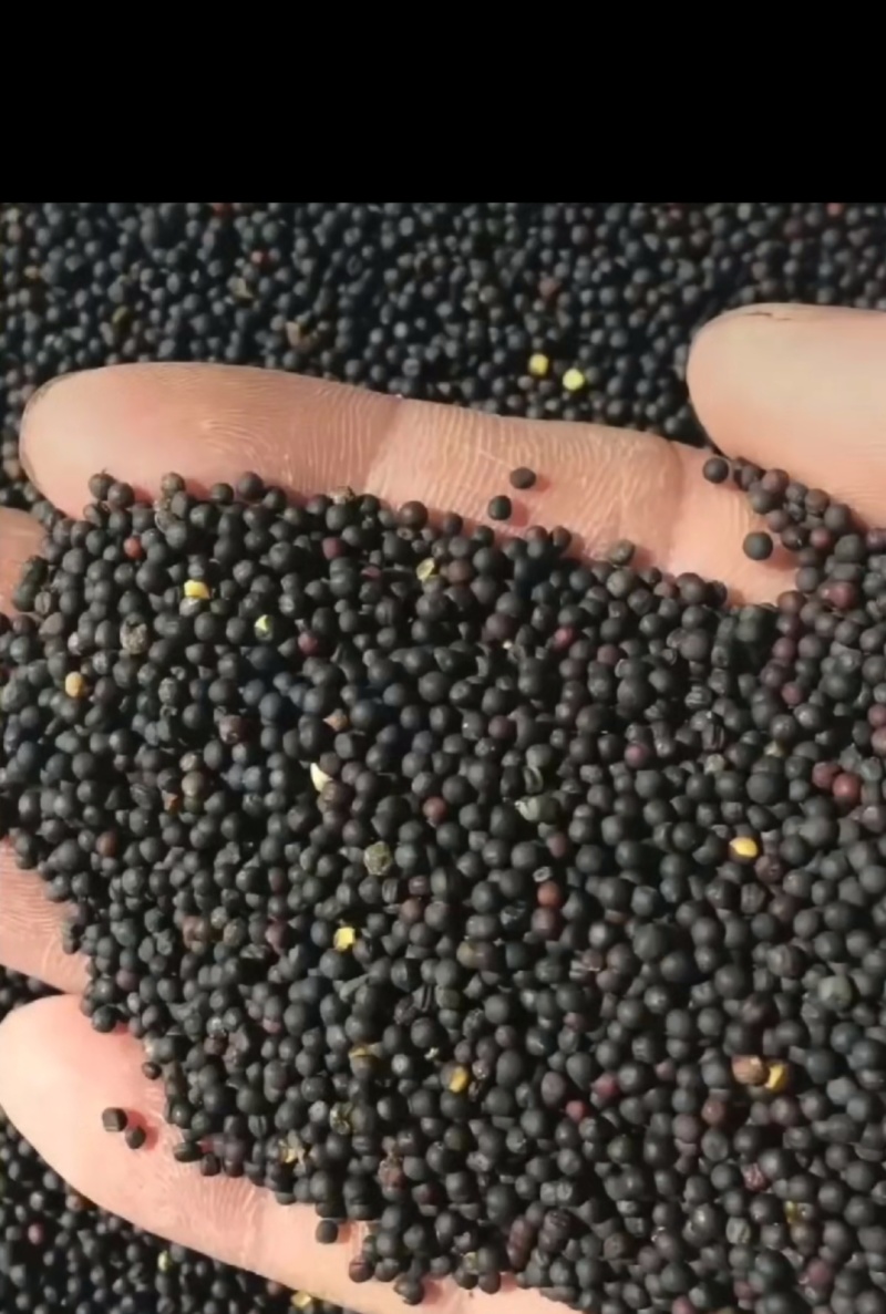 纯正自家榨的菜籽油，无污染，***。