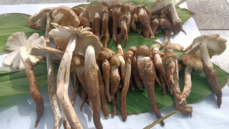 野生鸡枞