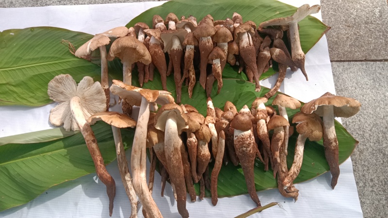 野生鸡枞