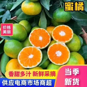 云南高山蜜橘叶橘大量上市对接批发市场欢迎新老客户实地考察