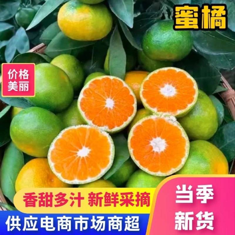 云南高山蜜橘叶橘大量上市对接批发市场欢迎新老客户实地考察