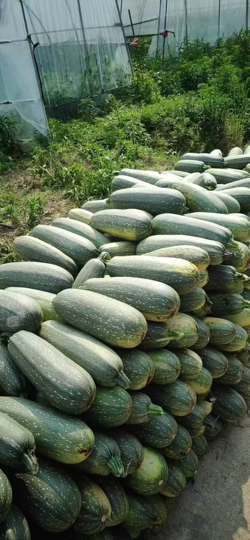 绿皮老葫芦大量有货需要的老板联系
