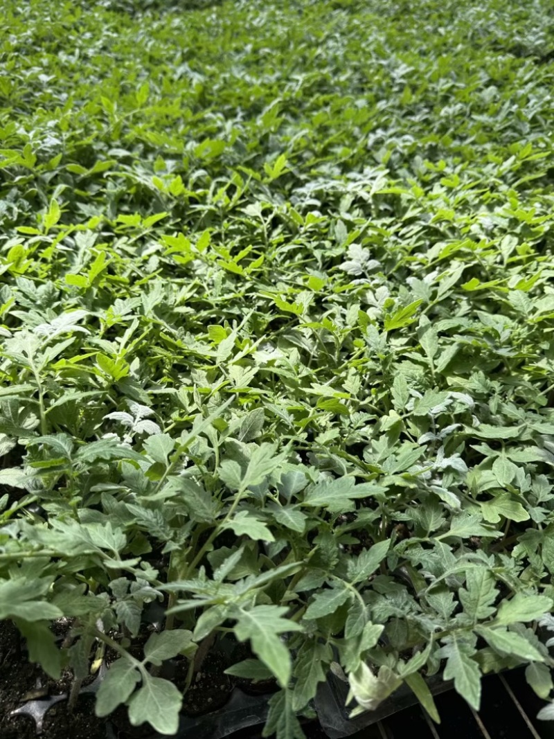 【精品】西红柿种苗批发各种蔬菜苗齐全品质保证欢迎咨询