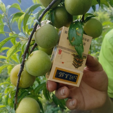 汉源半边红茵红李李子大量上市口感脆甜支持电商商超一件代发