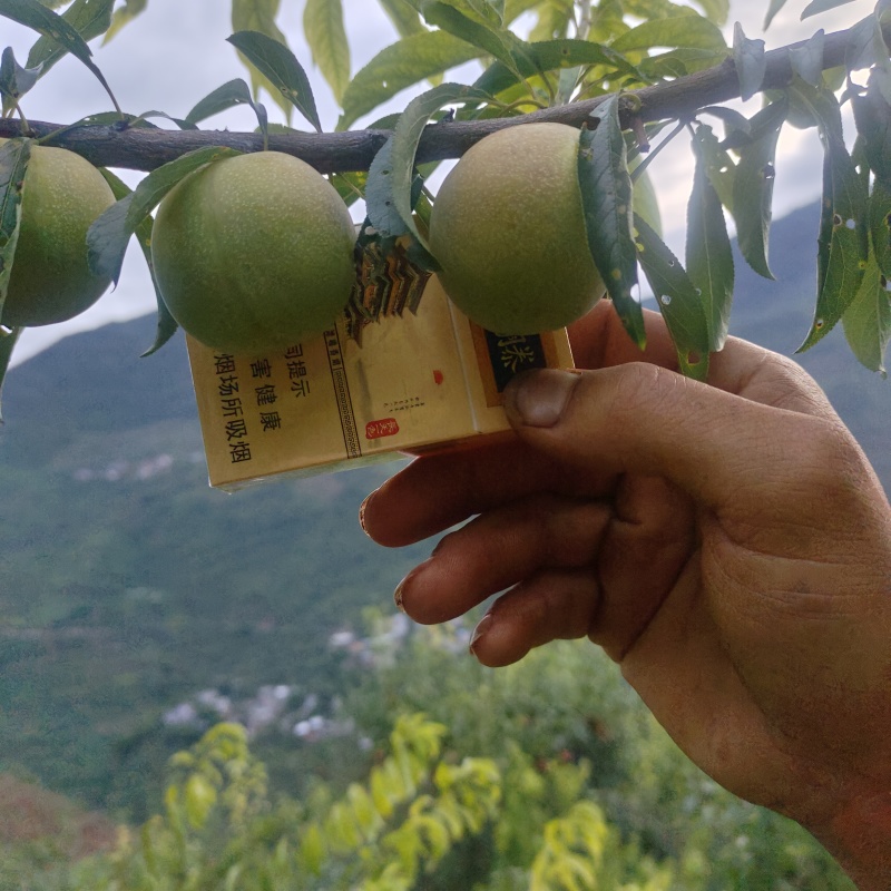 汉源半边红茵红李李子大量上市口感脆甜支持电商商超一件代发
