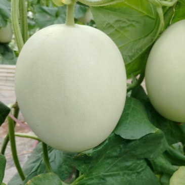 《玉菇甜瓜》奶香蜜/山东甜瓜/质量三包/全国供应批发