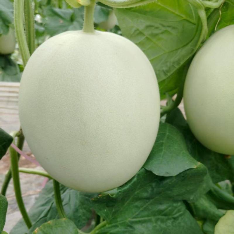 《玉菇甜瓜》奶香蜜/山东甜瓜/质量三包/全国供应批发