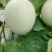 《玉菇甜瓜》奶香蜜/山东甜瓜/质量三包/全国供应批发