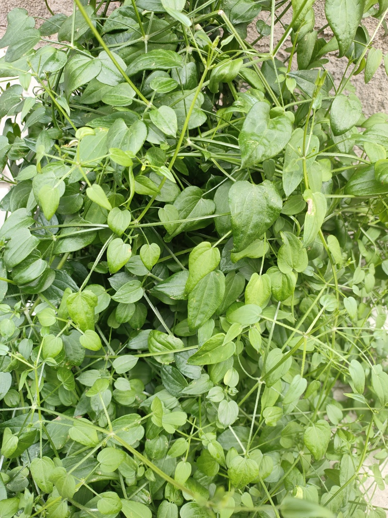茜草种子，家种茜草，野生茜草