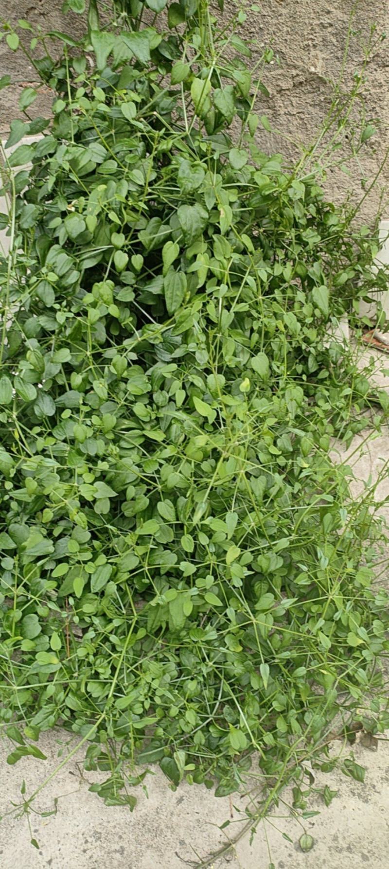 茜草种子，家种茜草，野生茜草