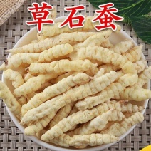 地蚕1公斤中药材野生白虫草石蚕地蚕土冬虫草泽兰根地参云南虫