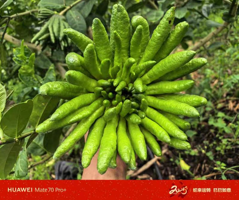 [云南佛手柑]精品一级货仓库现货，可到仓看，可到基地看