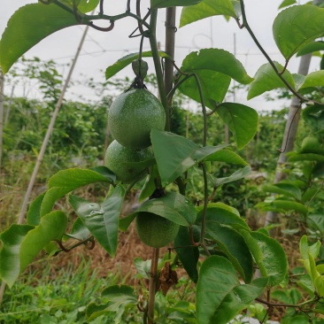 钦蜜九号百香果