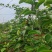 钦蜜九号百香果