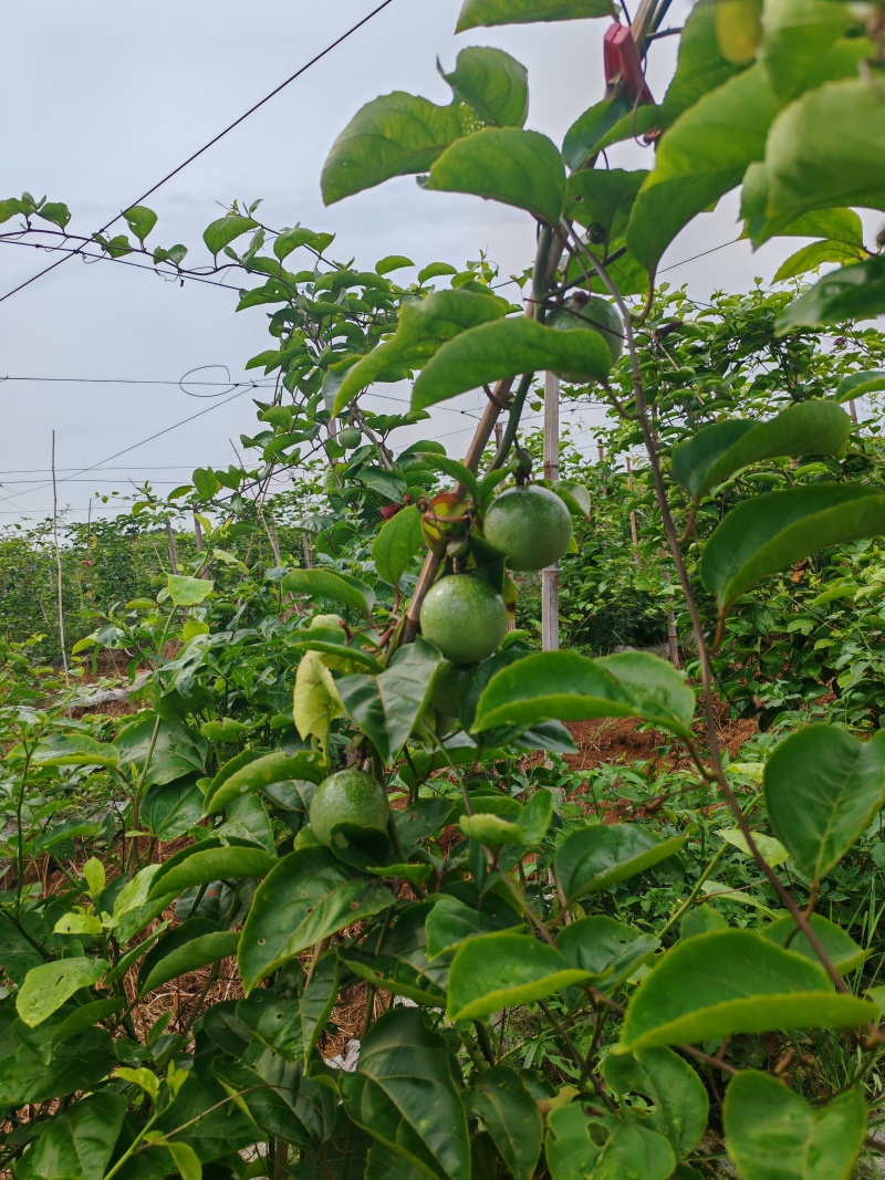 钦蜜九号百香果