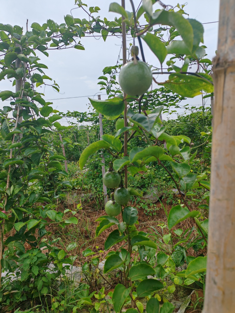 钦蜜九号百香果
