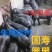 国寿黑黑猪品种纯种提供技术支持可视频看货