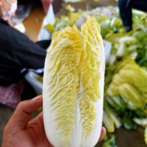 本地区有大小娃娃菜，常年供应货源不短，有需要的老板联系