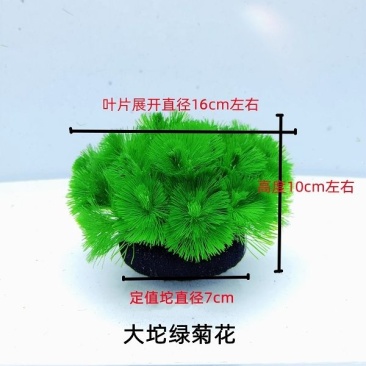 绿菊坨草增氧懒人球形水草一整套净化水质必备品