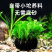 绿菊坨草增氧懒人球形水草一整套净化水质必备品