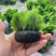 绿菊坨草增氧懒人球形水草一整套净化水质必备品