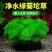 绿菊坨草增氧懒人球形水草一整套净化水质必备品