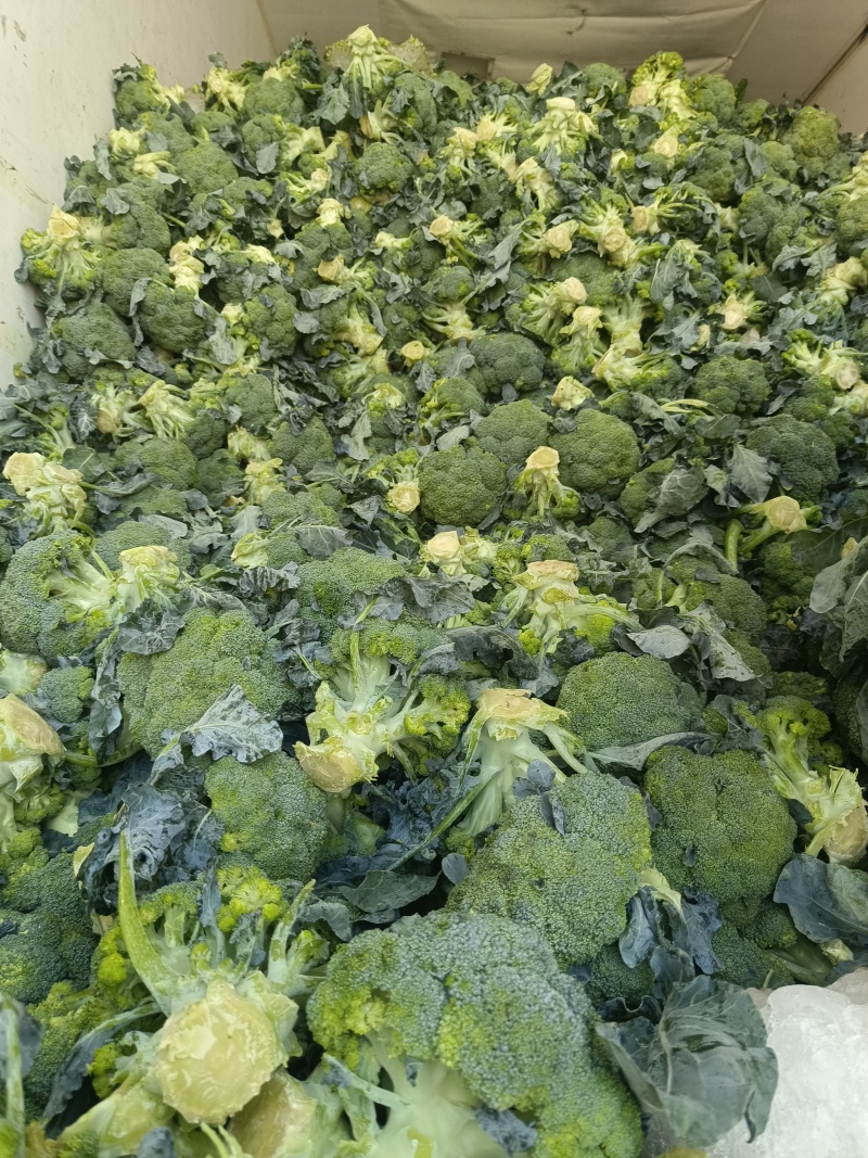 西兰花春秋大量供应欢迎光临