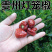 贵州小个灯笼椒草莓椒小灯笼椒中辣特香麻辣香锅火锅海椒干辣