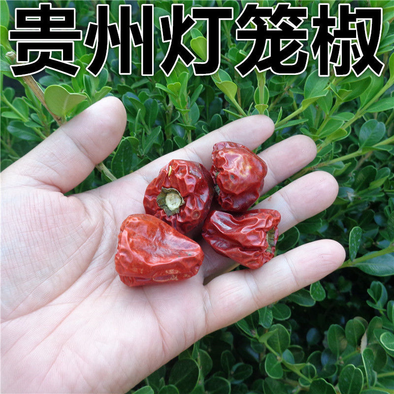 贵州小个灯笼椒草莓椒小灯笼椒中辣特香麻辣香锅火锅海椒干辣