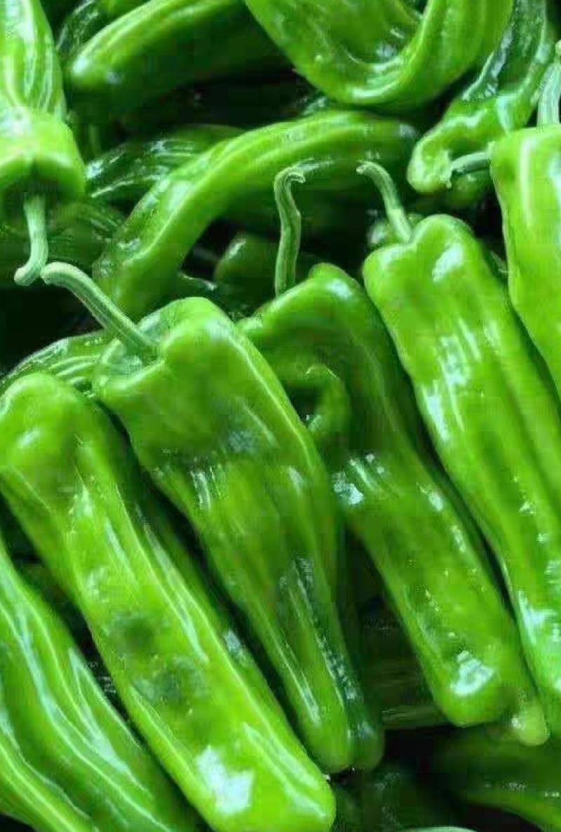 【品质保障】山东薄皮椒产地直供对接全国批发电商商超