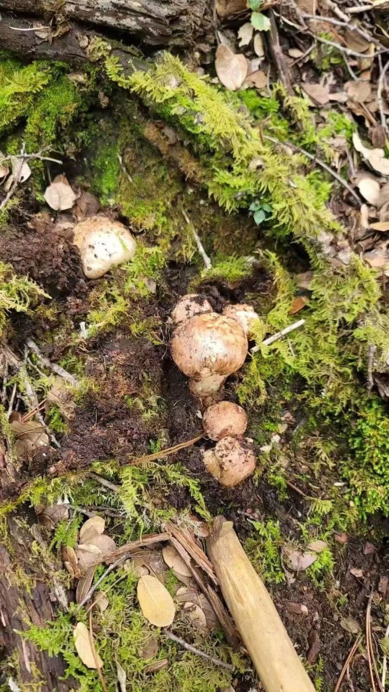 甘孜州野生新鲜松茸，加VXv***********