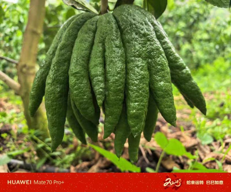 [云南佛手柑]精品一级货仓库现货，可到仓看，可到基地看