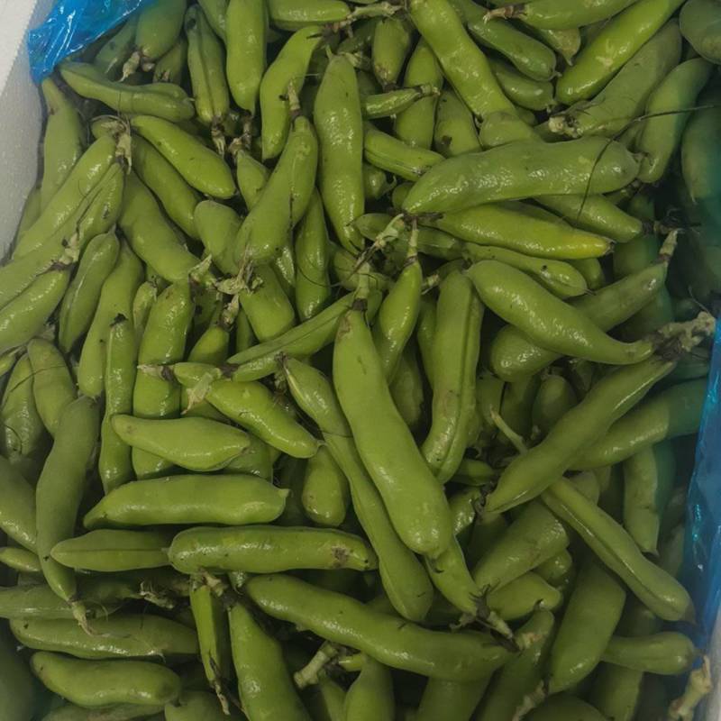 蚕豆