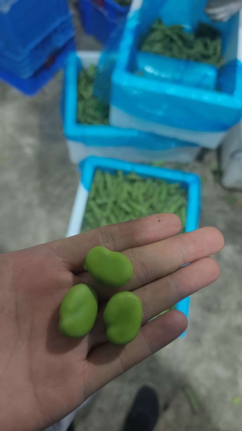 蚕豆