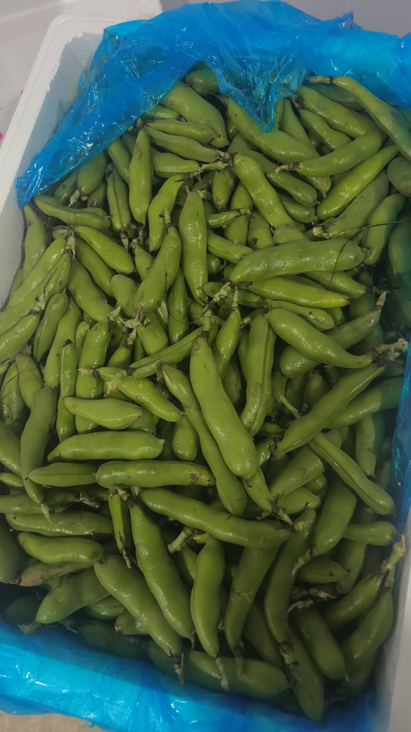 蚕豆
